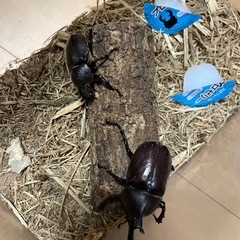 カブトムシ　中　ペアの画像