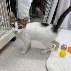 7月27日(日)三鷹で猫の譲渡会💐🌟🩷新たな子猫特集🩵☄️…