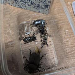 カブトムシ♀　クワガタ♂♀5匹の画像
