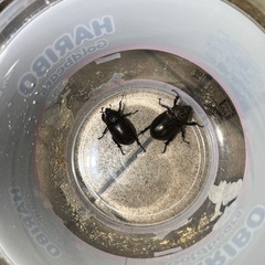 クワガタ&カブトムシ　♀各種の画像