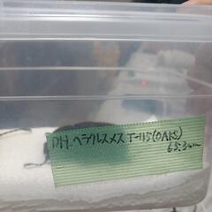 ヘラクレス幼虫2頭セット初2令の画像