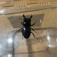 ヒラタクワガタ 55mmの画像