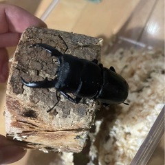 ヒラタクワガタ 55mmの画像