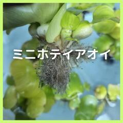 【メダカ】ミニホテイアオイ（4株）の画像