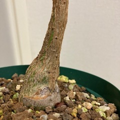 実生　フィカス　パルメリー　塊根の画像