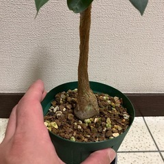 実生　フィカス　パルメリー　塊根の画像