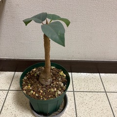 実生　フィカス　パルメリー　塊根の画像