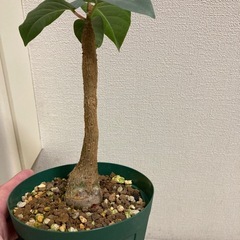 実生　フィカス　パルメリー　塊根の画像
