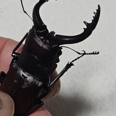 ノコギリクワガタの画像
