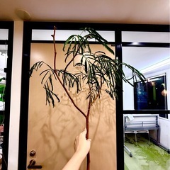 剪定時に切り落としたエバープレッシュの枝の画像