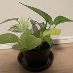 ポトス 寄せ植え 3種 セット レア マーブル ライム グリーンの画像