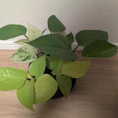 ポトス 寄せ植え 3種 セット レア マーブル ライム グリーンの画像