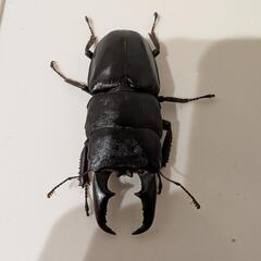 本土ヒラタクワガタ66mmの画像