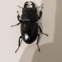 本土ヒラタクワガタ66mmの画像