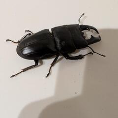 本土ヒラタクワガタ66mmの画像