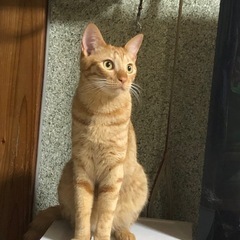 里親募集