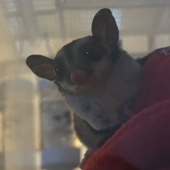 フクロモモンガちゃん♡メス