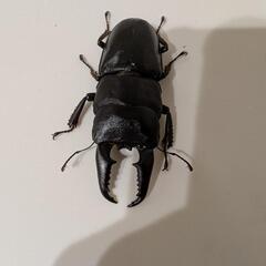 本土ヒラタクワガタ66mm②の画像
