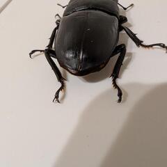 本土ヒラタクワガタ67mmの画像