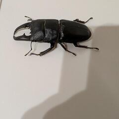 本土ヒラタクワガタ67mmの画像