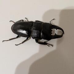本土ヒラタクワガタ67mmの画像