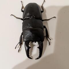 本土ヒラタクワガタ67mmの画像