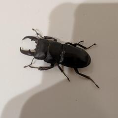 本土ヒラタクワガタ46mmの画像