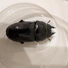 オオクワガタメス　血統不明52mmの画像