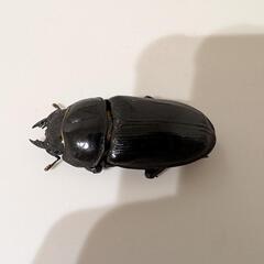 オオクワガタメス　血統不明52mmの画像