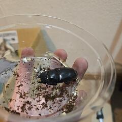 スマトラオオヒラタクワガタ　メスの画像