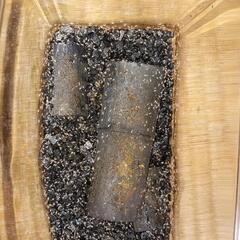 トビムシ　500匹以上　ケース付き　副業向きの画像