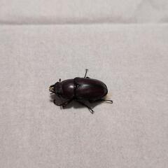 カブトムシ♀　クワガタ♂♀5匹の画像