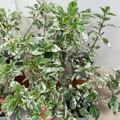 【植物】斑入りハイビスカスの画像