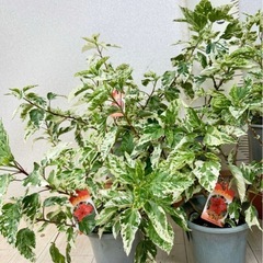 【植物】斑入りハイビスカスの画像
