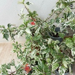 【植物】斑入りハイビスカスの画像