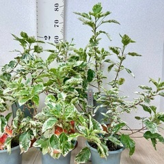 【植物】斑入りハイビスカスの画像