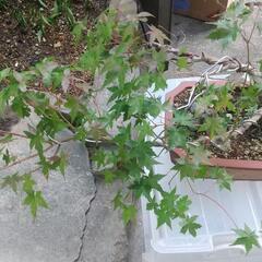 カエデの盆栽の画像