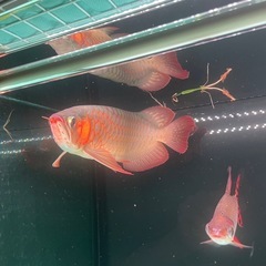 熱帯魚の画像