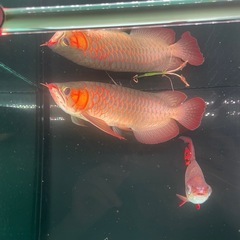 熱帯魚の画像