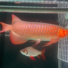 熱帯魚の画像