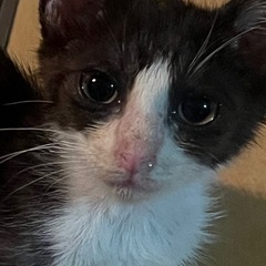知り合いからの譲渡依頼🐱