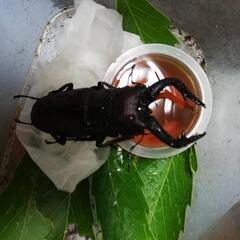ノコギリクワガタ　大型個体の画像