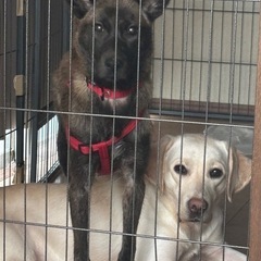甲斐犬MIX