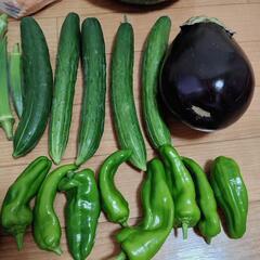 お野菜６点の画像