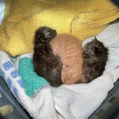 母猫ちゃんが託した命の家族になってください