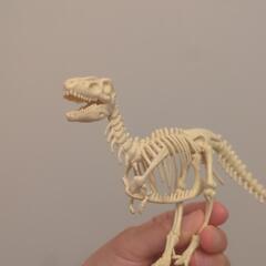 恐竜骨格模型 アイボリー　ティラノサウルスの画像