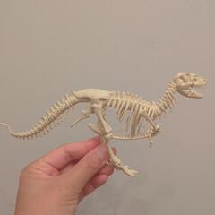 恐竜骨格模型 アイボリー　ティラノサウルスの画像