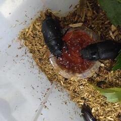 ノコギリクワガタの画像