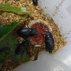 ノコギリクワガタの画像