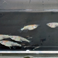 【めだか・メダカ】若魚販売（強青ラメサファイア系・王華） 1匹100円 発送可の画像